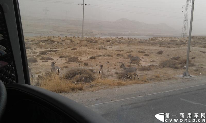 自3月11日下午5点多，我们一行从海拔2780米的格尔木市出发，沿着世界上最高的公路——青藏公路（109国道），一路过河翻山，历经高原反应的折磨，最终安全抵达拉萨市。这一段路虽只有区区1130公里，但一路上的艰辛却超出了我们的预想。