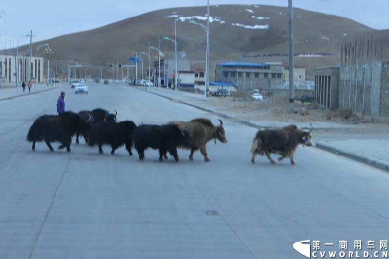 那曲街头的牦牛。