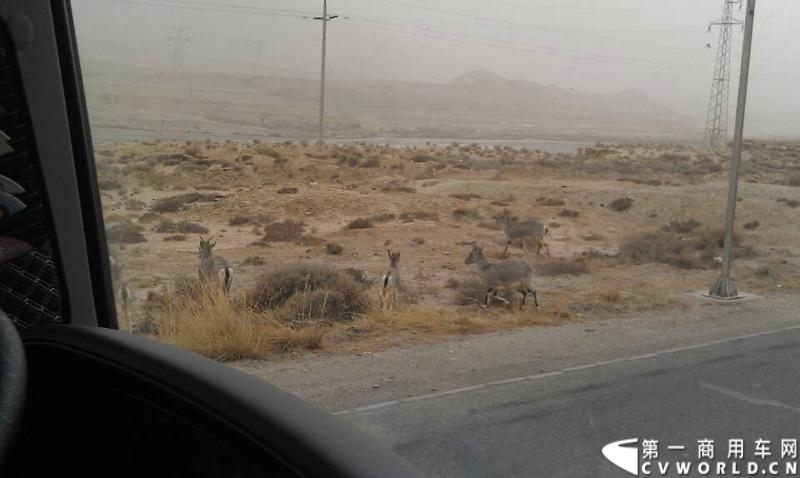 载着爱心疫苗梅赛德斯-奔驰卡车一路奔驰，司机石忠宝和王战利师傅轮流驾驶，车辆不分昼夜，日夜兼程。